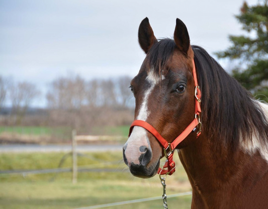 Licou Country Legend